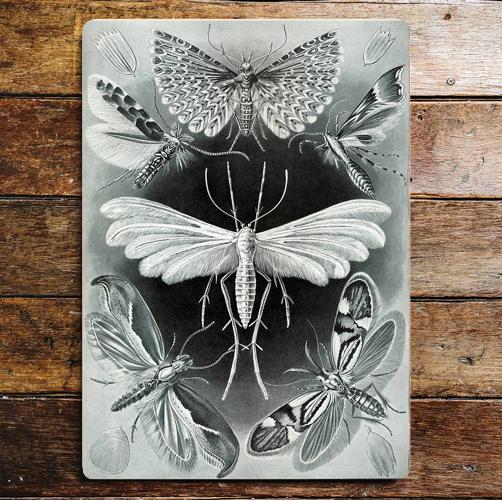 Insects Selection Feather Wings | Metal Sign Plaque