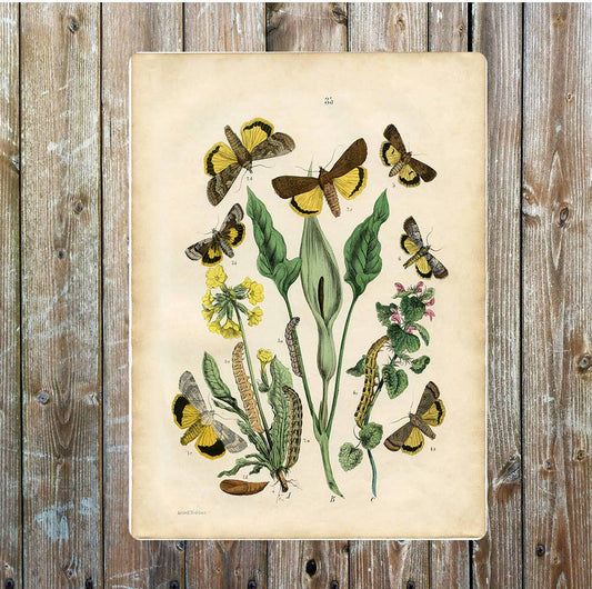 Butterflies & Moths European vintage | Metal Sign Plaque