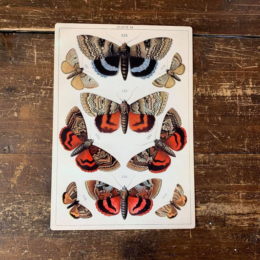 butterfly botanical illustration | Metal Wall Sign