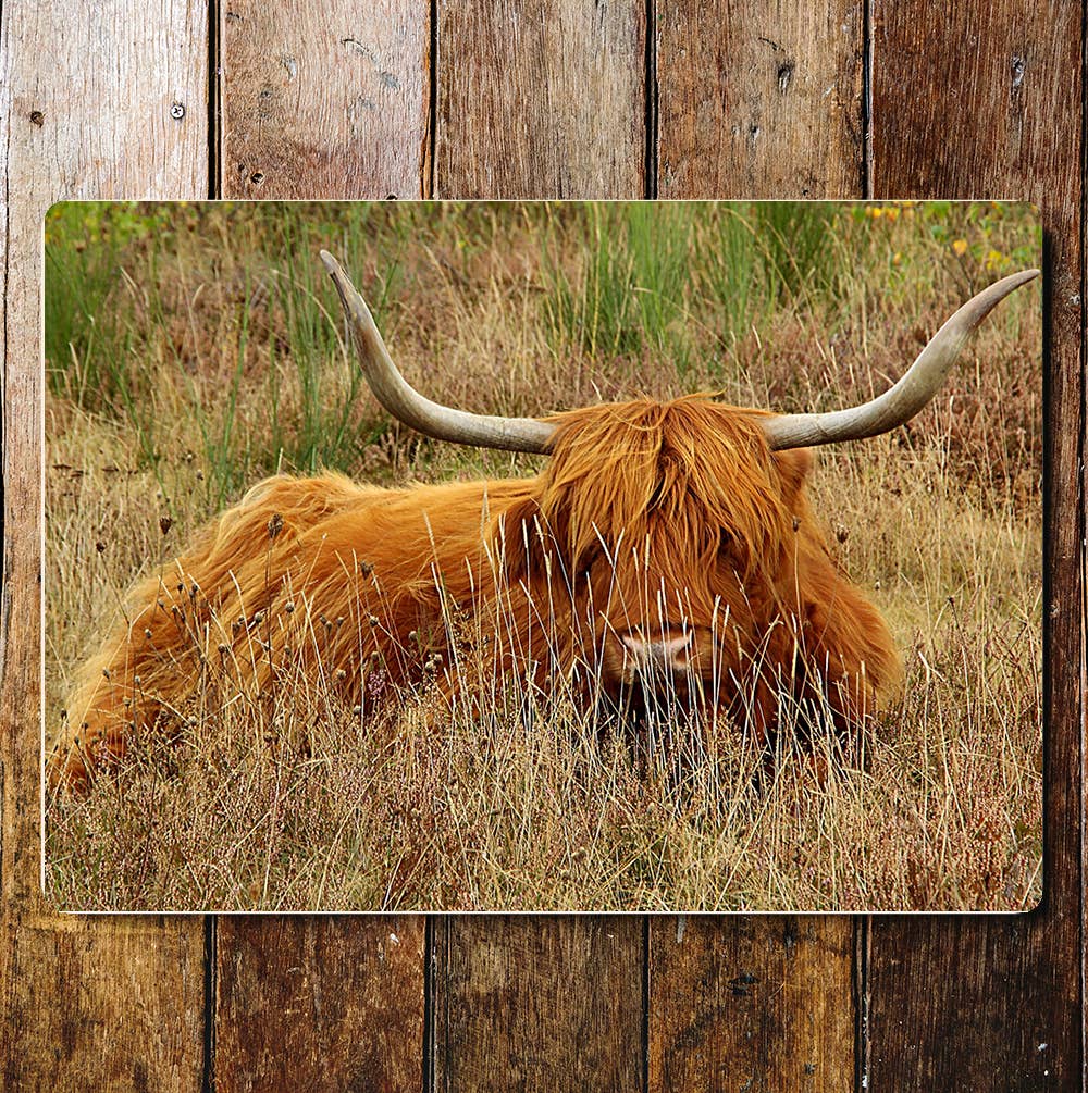 Highland Cow Big Horns Fields | Metal Sign plaque