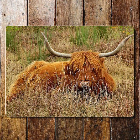 Highland Cow Big Horns Fields | Metal Sign plaque