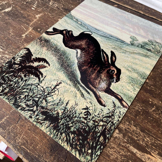 Hare Illustration Field | Metal Botanical Wall Sign