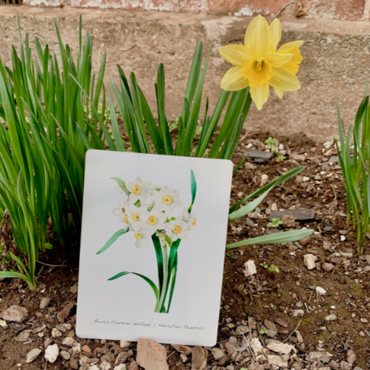 Vintage Flower illustration daffodil | Metal Wall Sign