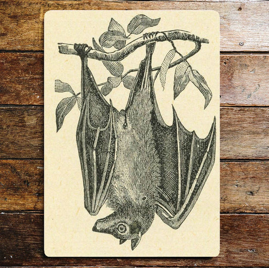 Bat Resting Upside Down Black And White | Metal Sign Plaque