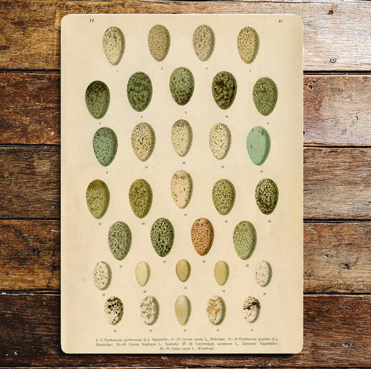 Egg Stones Collection | Metal Sign Plaque