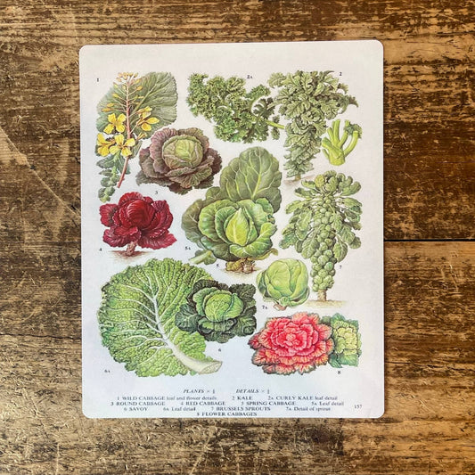 Cabbage Kale Savoy Brussel Sprouts | Metal Sign