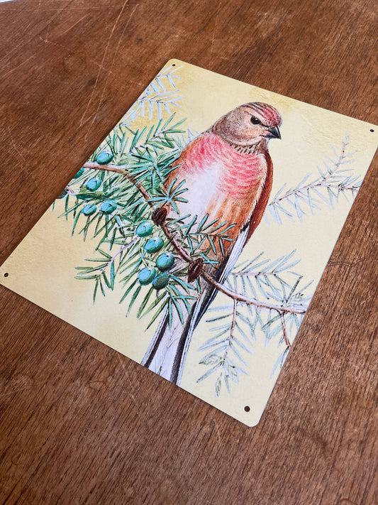 bird spring tweet | Metal Sign Plaque