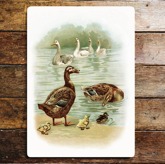 Lake Pond Life Ducks Chicks Water | Metal Sign Plaque