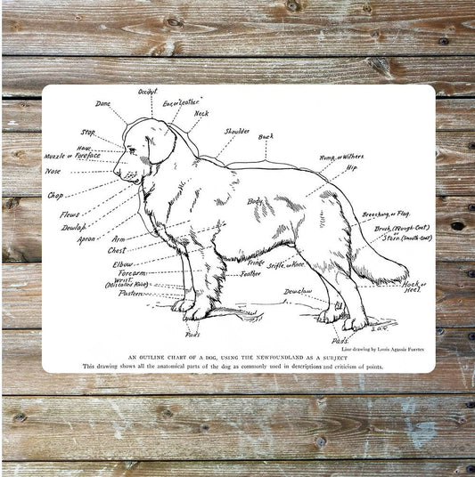 Anatomical chart Newfoundland vet art | Metal Wall Sign
