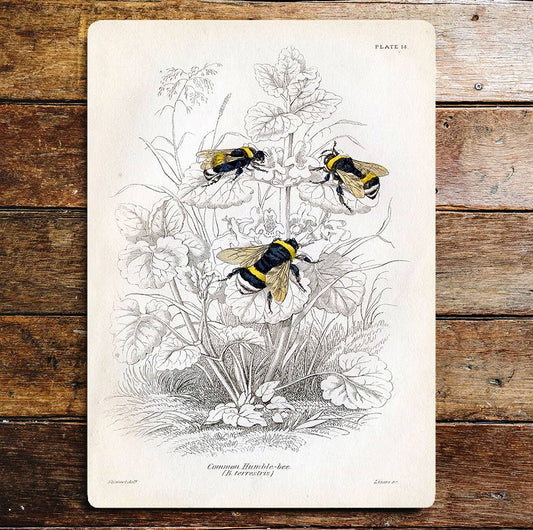 Bees Flowers | Metal Wall Sign