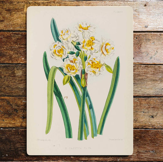 Flower daffodils | Metal Sign Plaque