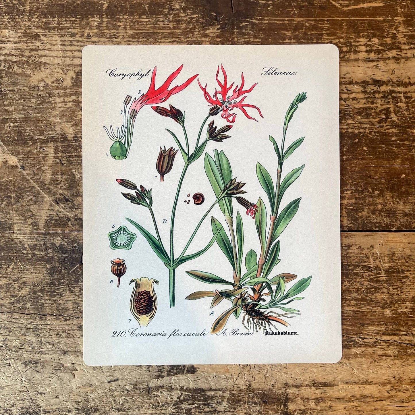 Ragged Robin Herb flowers Botanical Metal sign