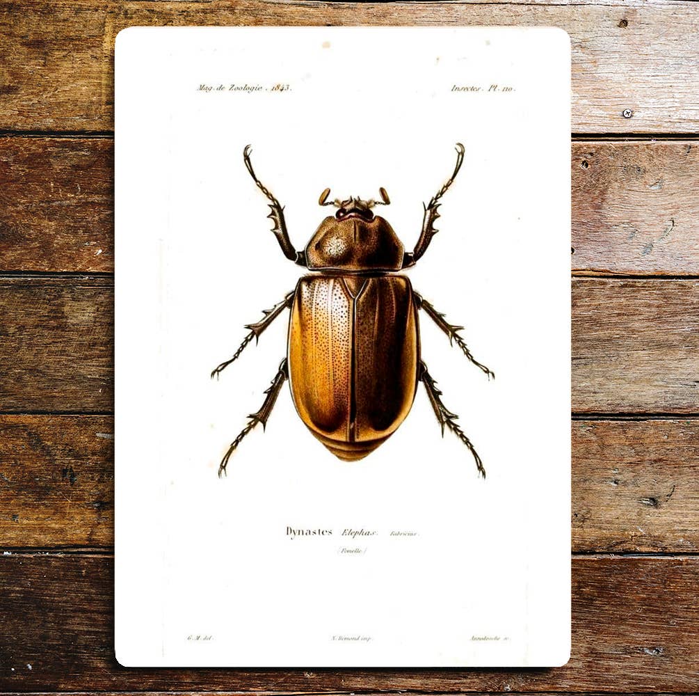 Beetle Botanical Insect | Metal Wall Sign