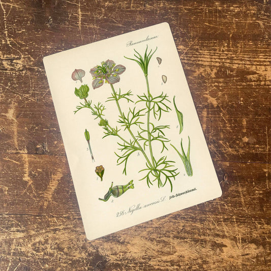 Wild Fennel Herb flowers Botanical | Metal sign