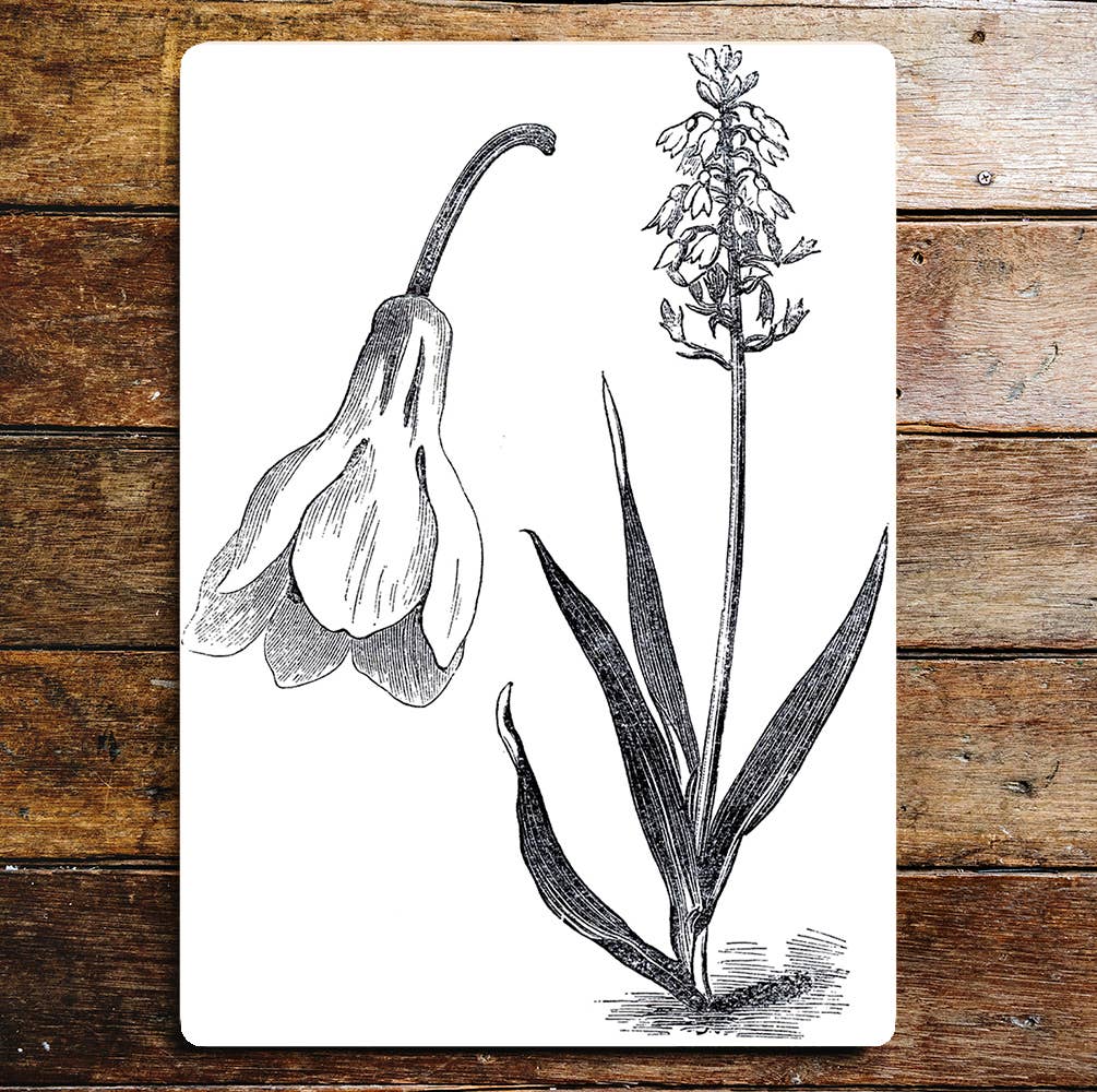 Snowdrops Black And White Flowers Metal Wall Sign
