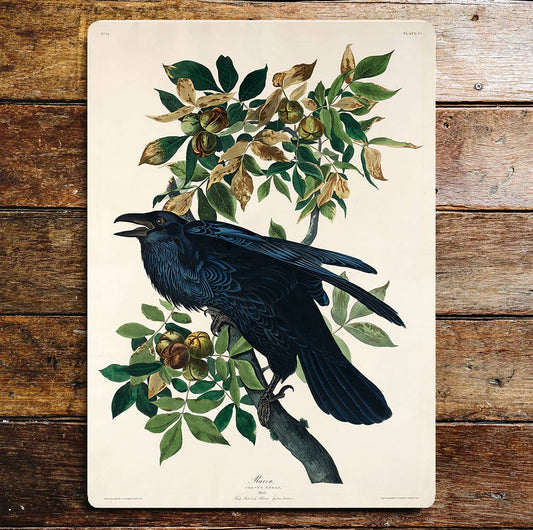 Black Raven Bird Sitting Branch | Metal Sign Plaque