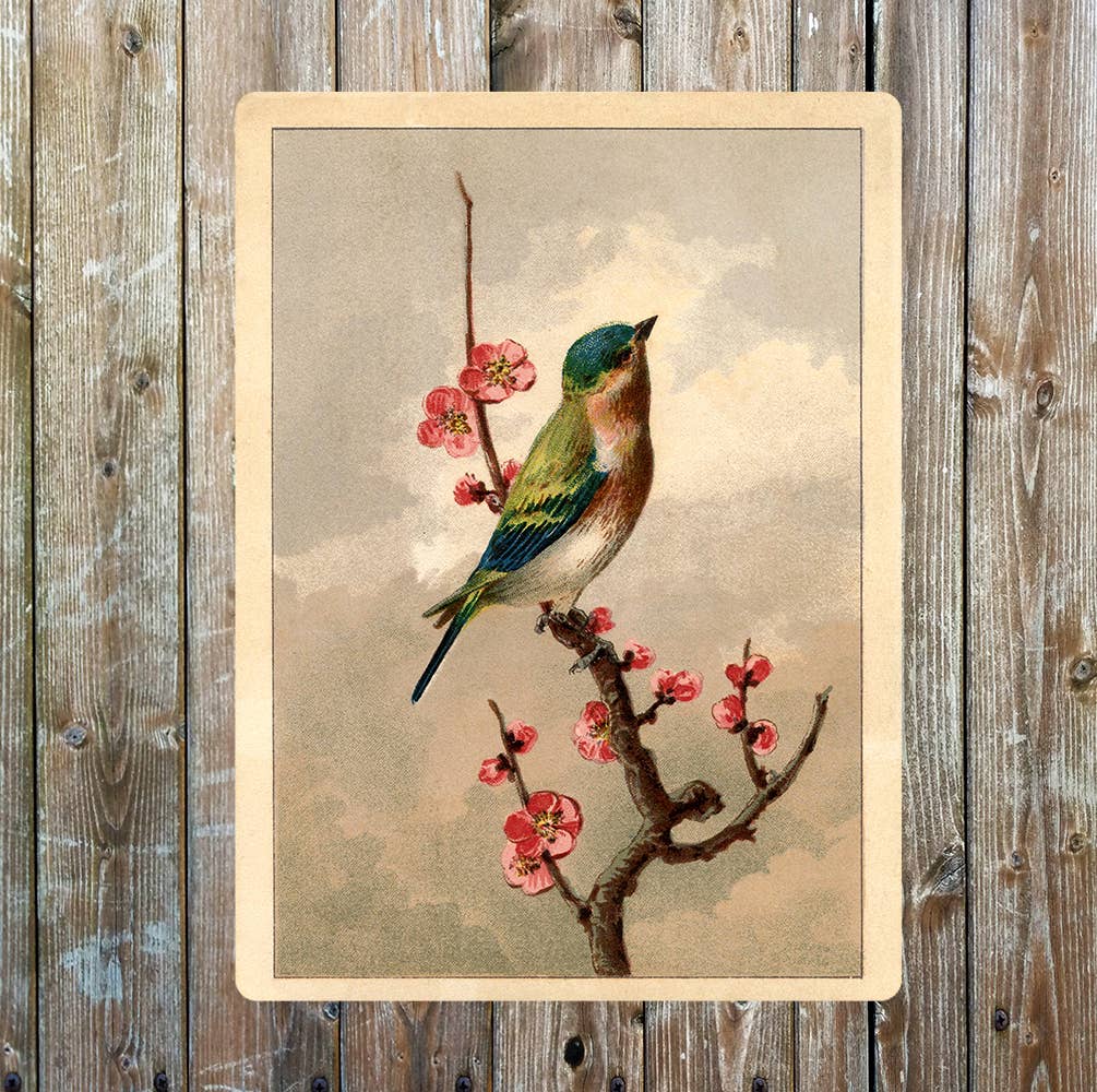 Robin Postcard Picture Metal Sign Plaque