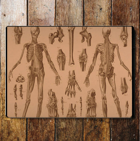 Skeleton Bones Chart Metal Sign Plaque
