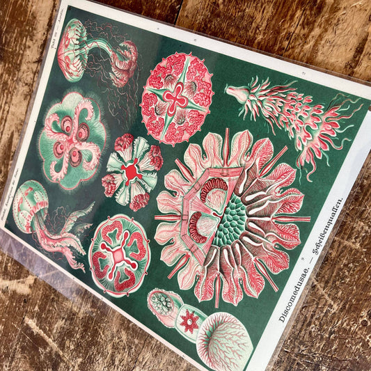 Ernst Haeckel Jelly fish Sea Green | Metal Wall Sign