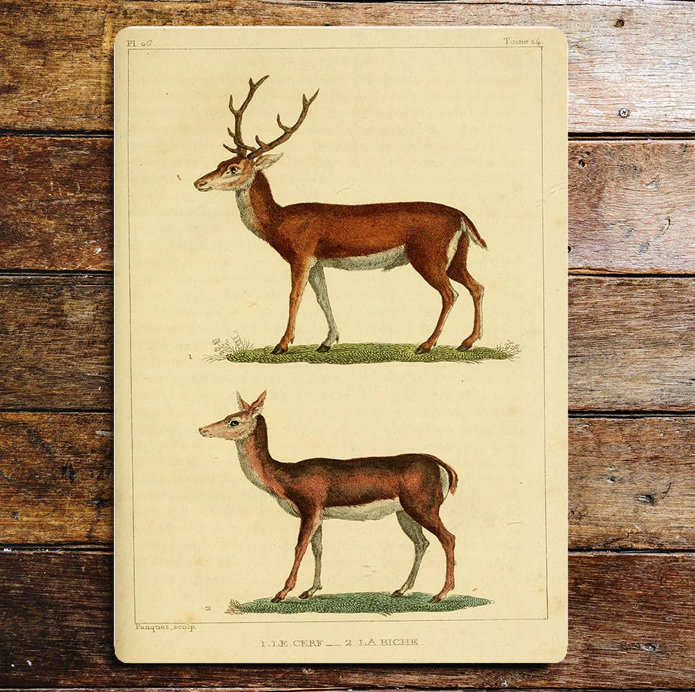 Le Cerf La Biche Stag And Deer Animals | Metal Sign Plaque
