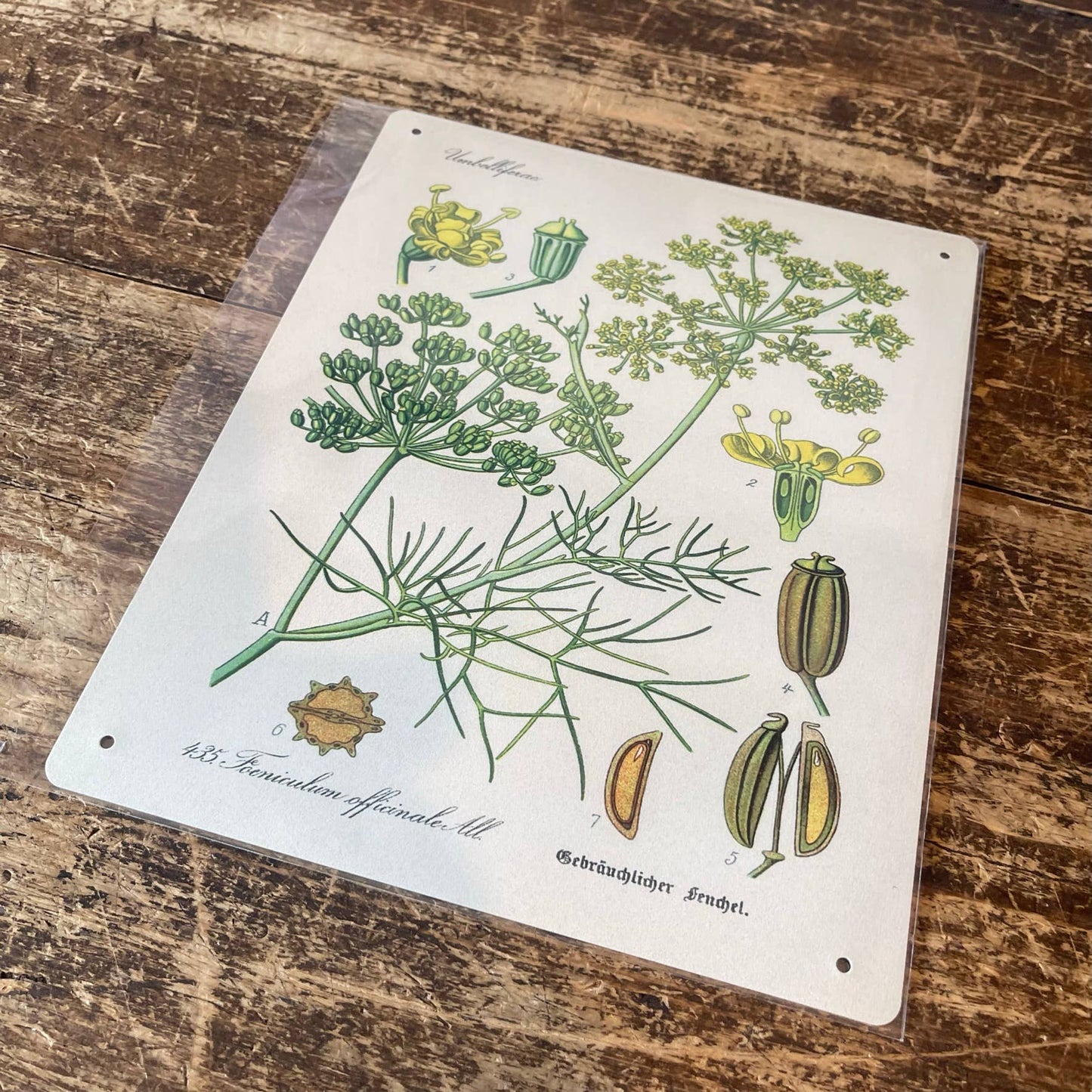Sweet Fennel Herb flowers Botanical Metal sign