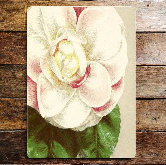 White And Pink Rose  | Metal Wall Sign Plaque