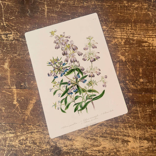 Purple Chinese houses, Collinsia heterophylla Metal Sign