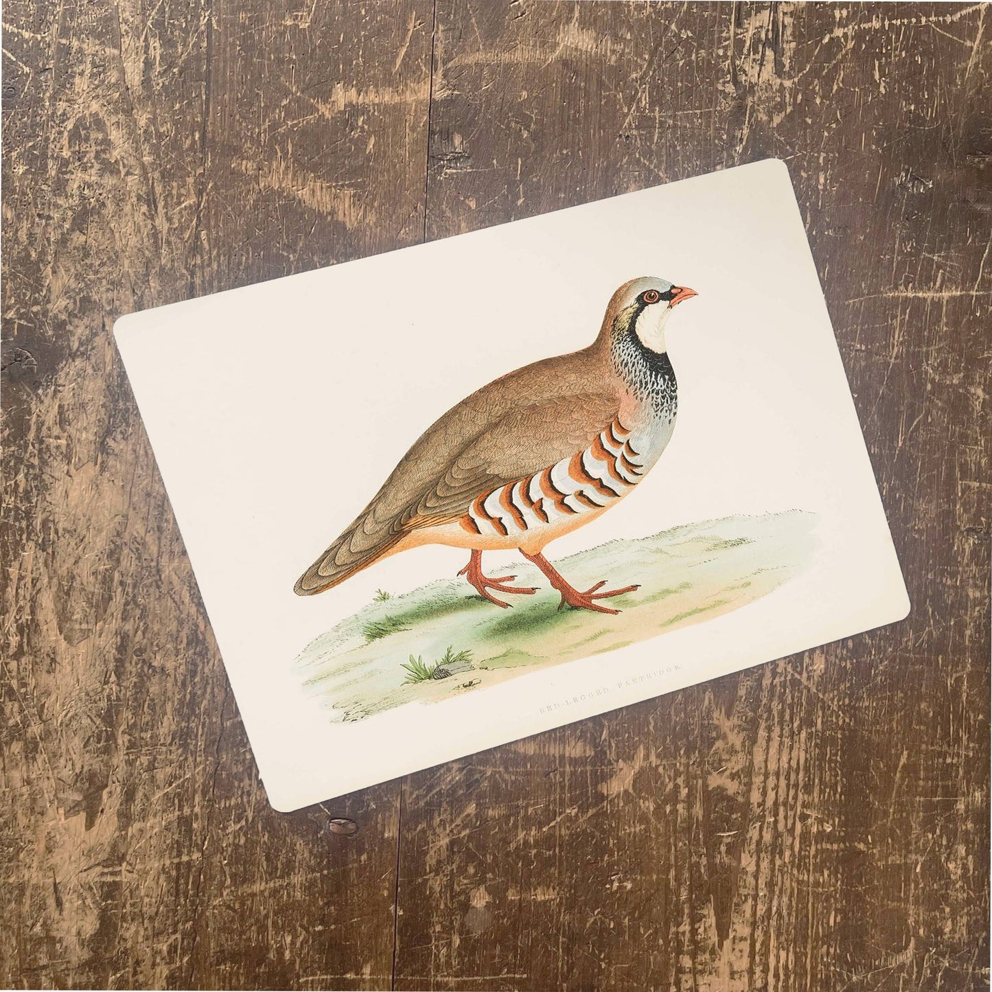 British Game Birds Red Leg Partridge | Metal Sign