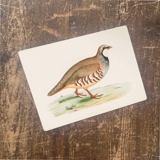 British Game Birds Red Leg Partridge | Metal Sign