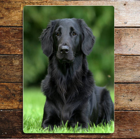 Black Retriever Dog Laying In Grass | Metal Sign Plaque