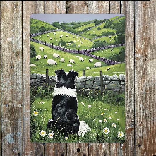 Border Collie Fields Sheep Farm Dog | Metal Sign Plaque