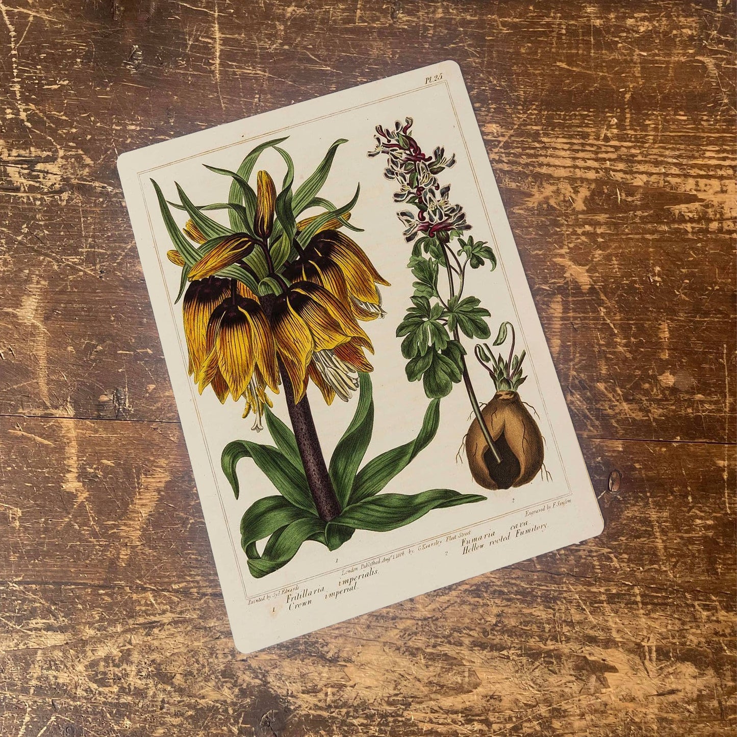 Fritillaria imperialis Botanical Flower | Metal Wall Sign