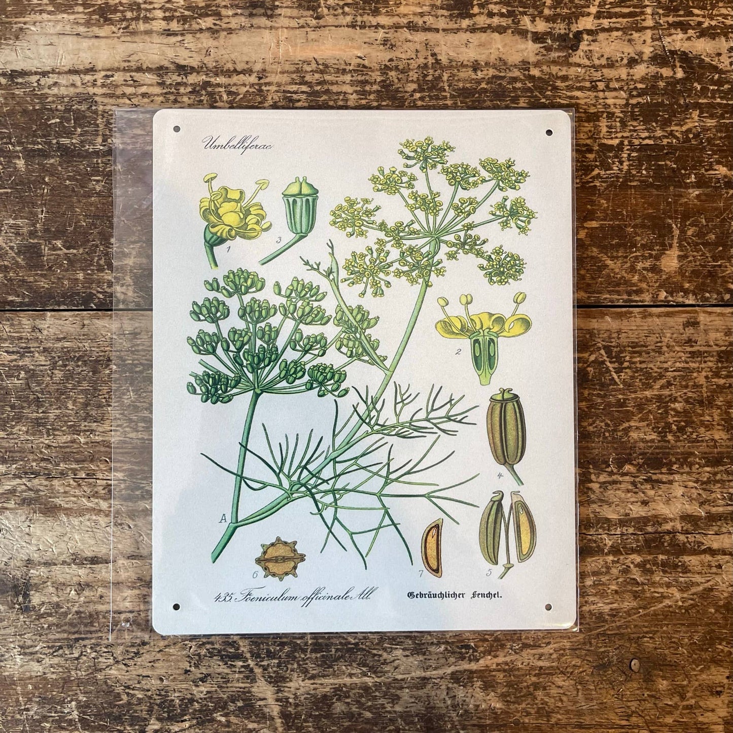 Sweet Fennel Herb flowers Botanical Metal sign