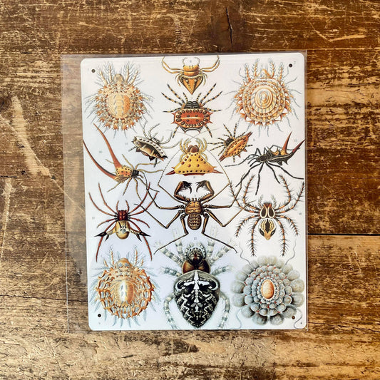 Ernst Haeckel Spider | Metal Wall Sign