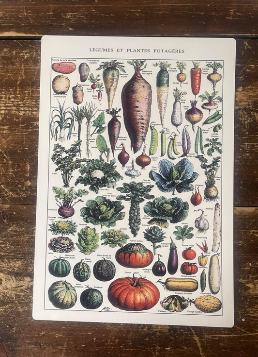 Vintage Botanical Kitchen Vegetables | Metal Art Wall Sign