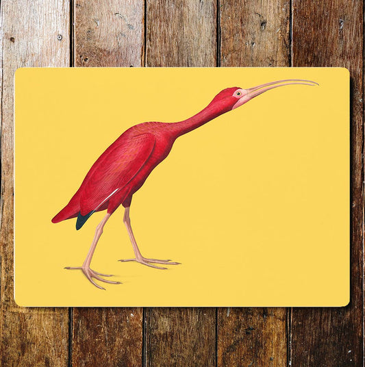 Scarlet Ibis botanical illustration John Audubon Metal Sign