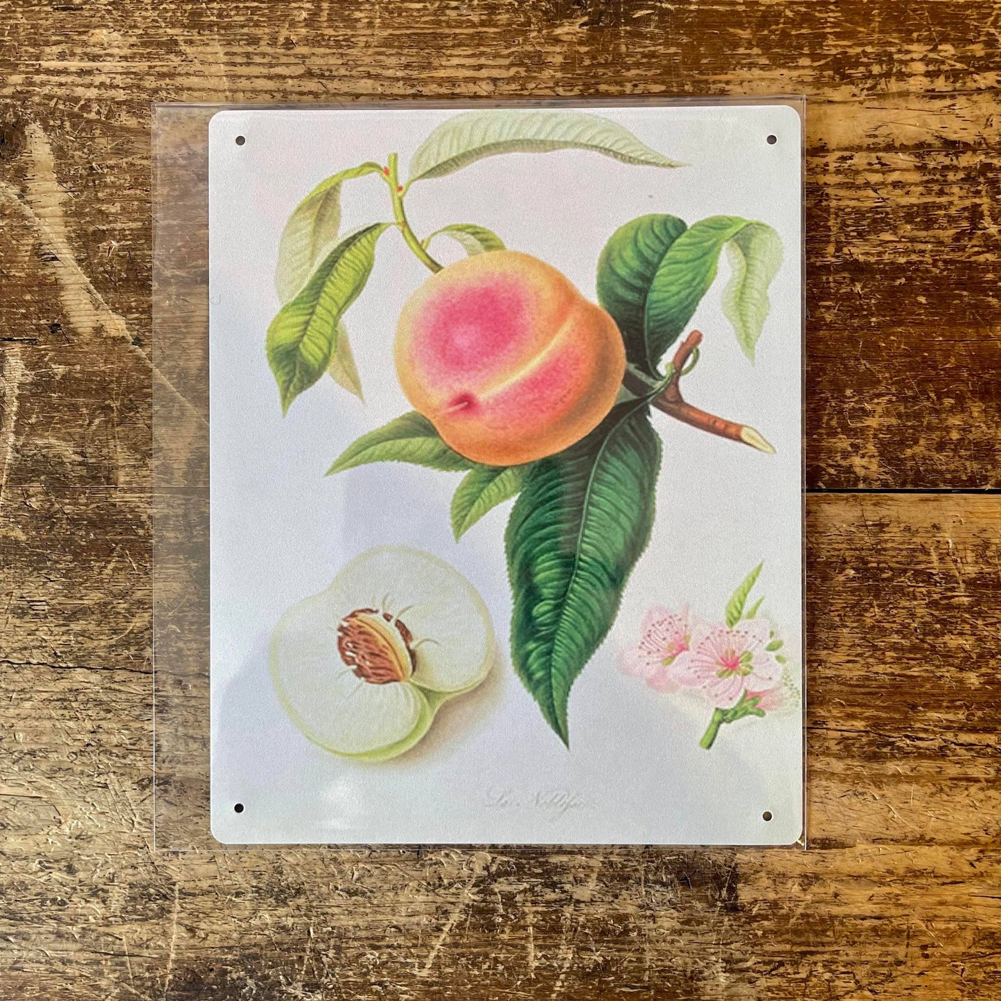 Fruit Noblesse Peach Botanical Flower | Metal Sign