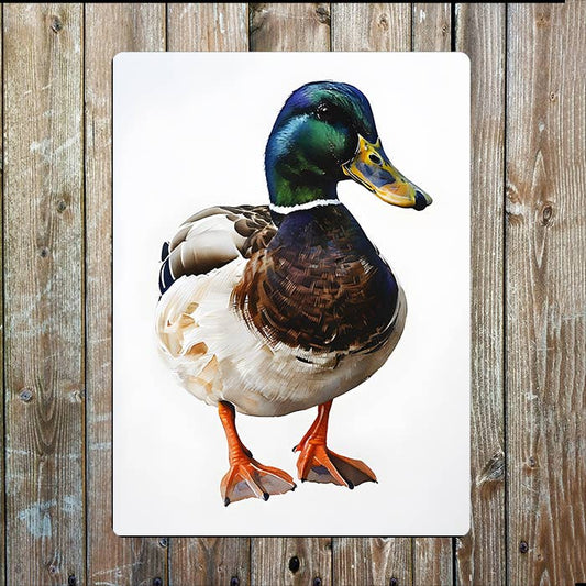 Mallard Duck Male | Farm Farmhouse | Metal Sign Plaque