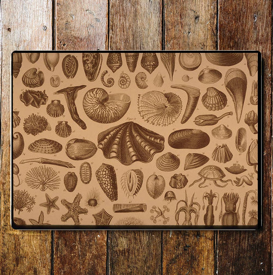 Assortment of Shells | Metal Sign Plaque