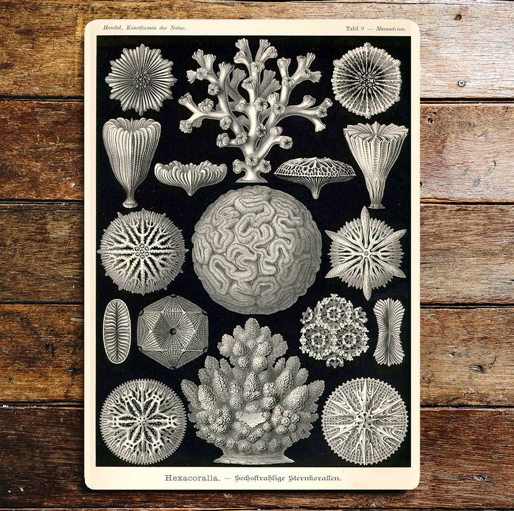 Hexacoralla Coral Sea Life | Metal Sign Plaque
