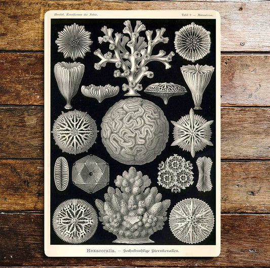 Hexacoralla Coral Sea Life | Metal Sign Plaque