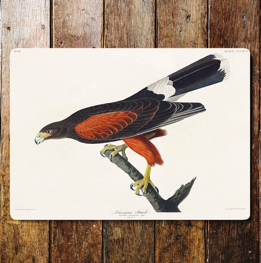 Louisiana Hawk Red And Black Tree Branch | Metal Sign Plaque