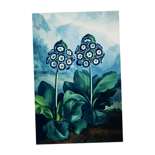 Auricular Vintage Botanical Plants | Metal Sign