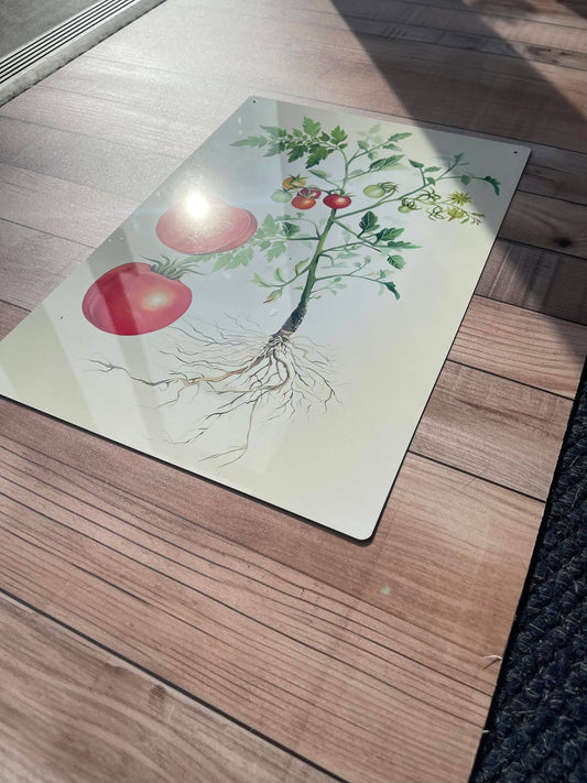 Tomato botanical illustration Metal Wall Sign