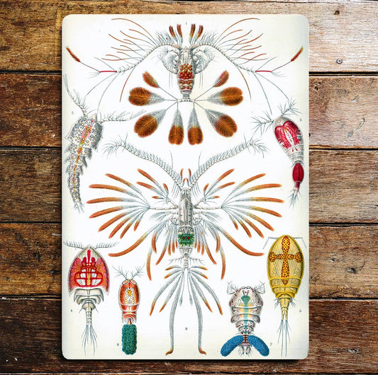 Insects Colourful Unusual | Metal Sign Plaque