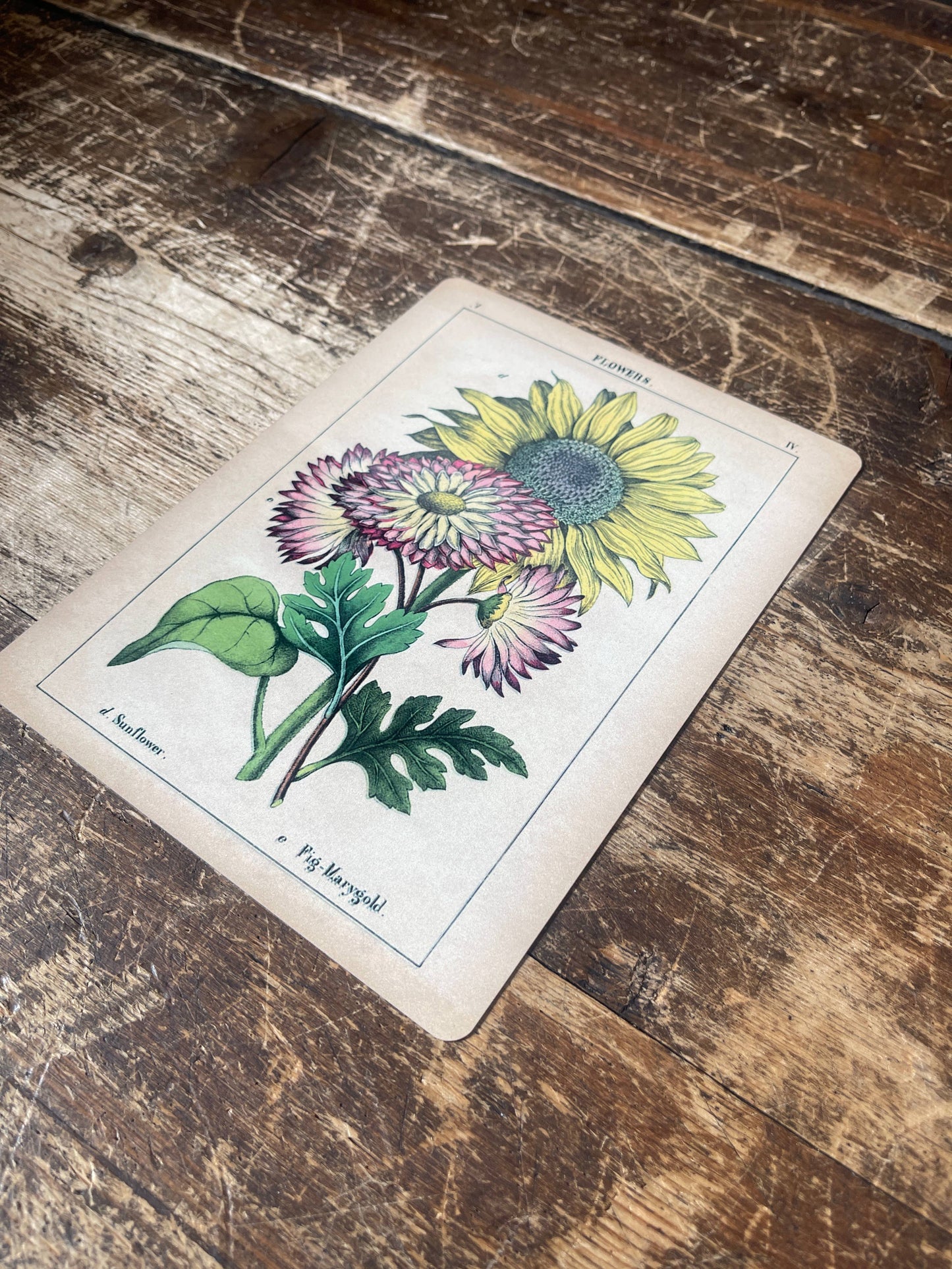 Sunflowers Flowers Metal Floral Wall Sign