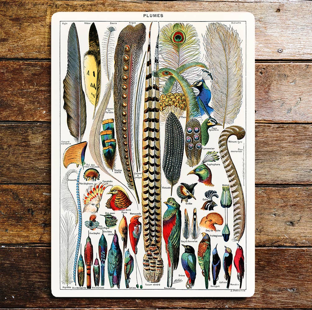 Selection of Birds and Their Feathers Metal Sign Plaque