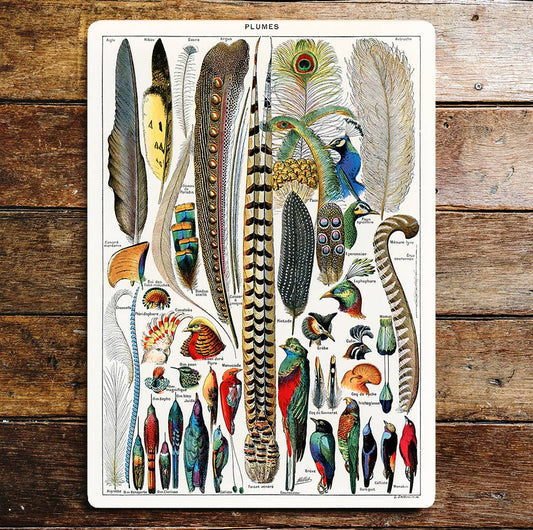 Selection of Birds and Their Feathers Metal Sign Plaque