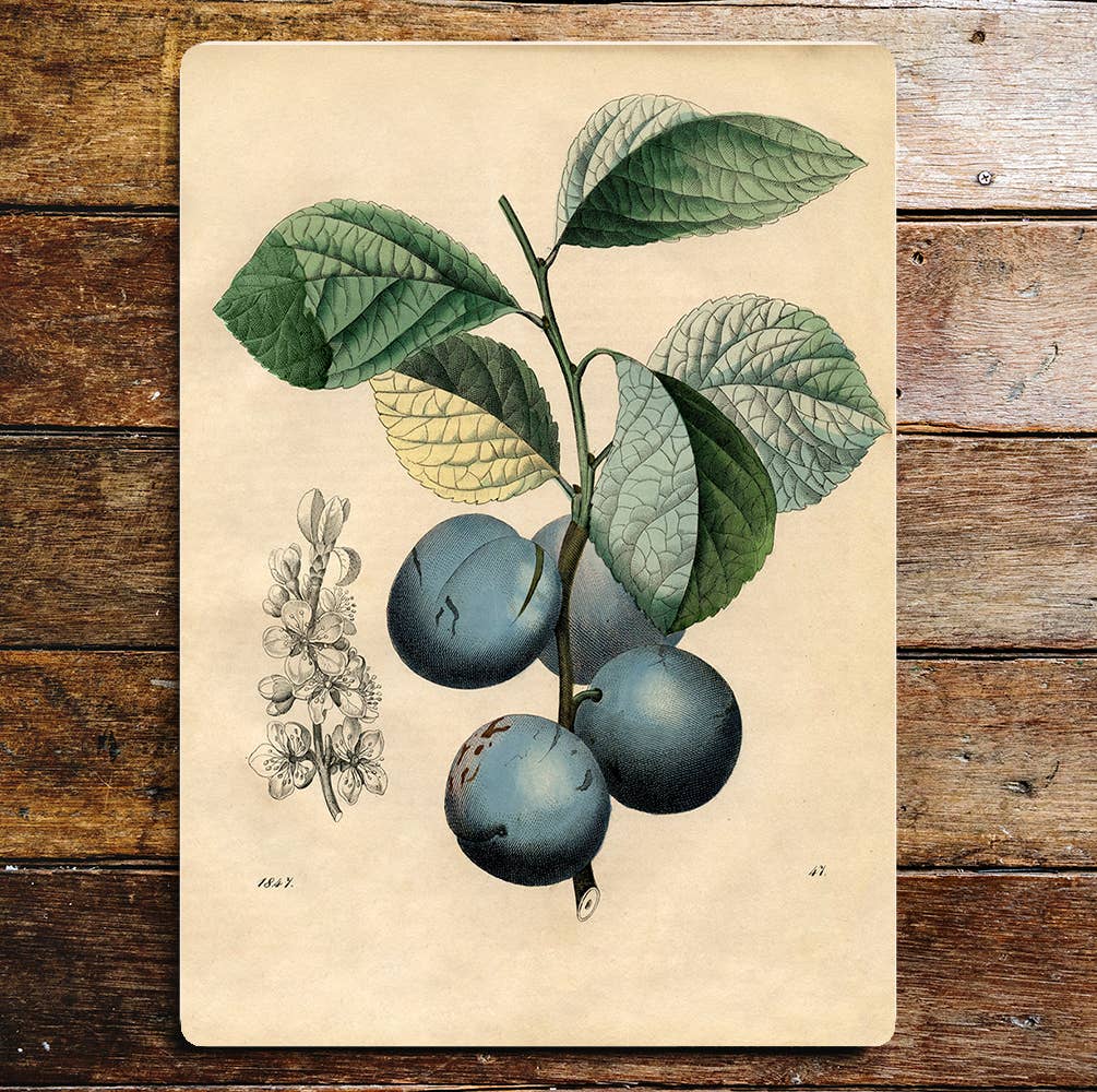 Plum tree prunus domestica wall art Metal Sign Plaque