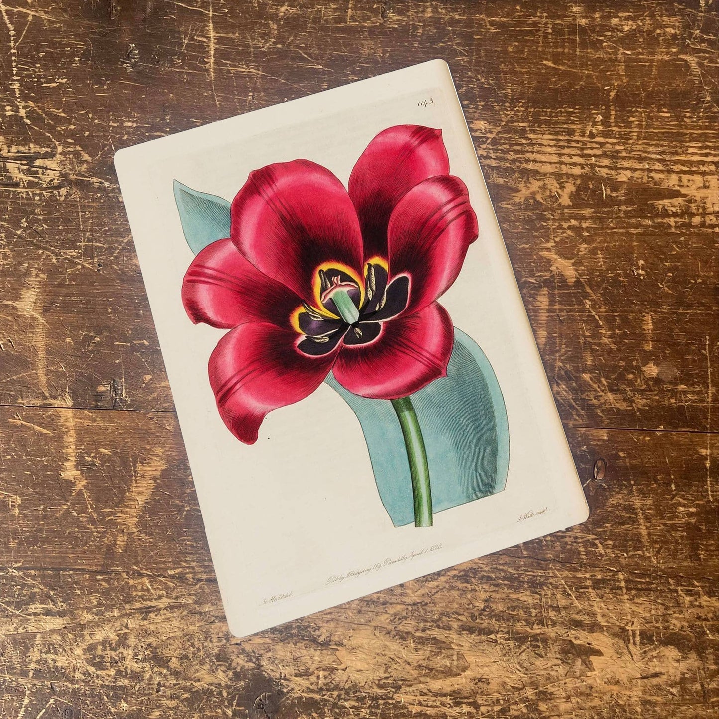 Floral Print, Botanical Flower illustration | Metal Wall Sign